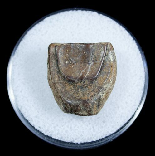 Nice Triceratops Shed Tooth From Montana #3892